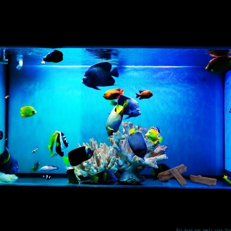 พิพิธภัณฑ์สัตว์น้ําตกแต่งต้นไม - Aquarium Plant Substrate บทวิจารณ์และราคา