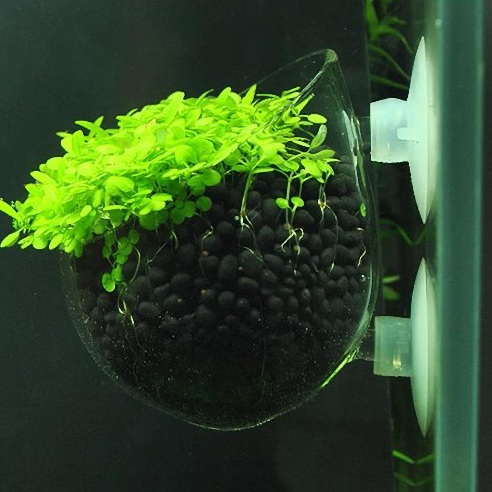 ที่วางต้นไม้ในตู้ปลา กระถางแก้ - Live Plant Aquarium บทวิจารณ์และราคา