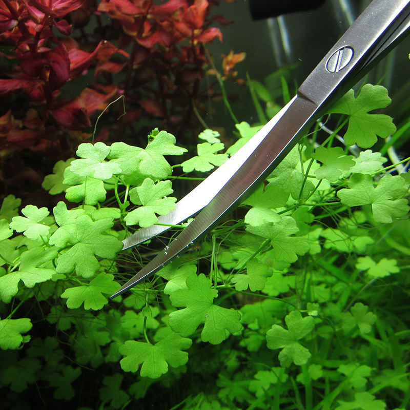 อุปกรณ์ตู้ปลาสแตนเลสสตีล Aquar - Planted Aquarium Cleaning บทวิจารณ์และราคา