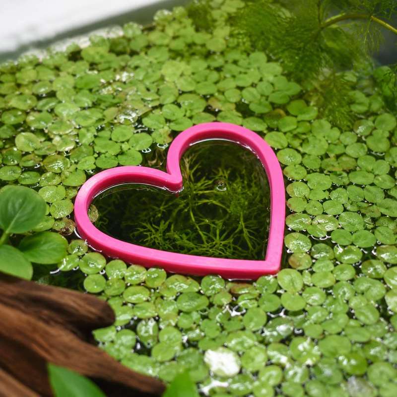 วงแหวนให้อาหารปลาแบบลอยน้ำรูปห - Aquarium Fertilizer บทวิจารณ์และราคา