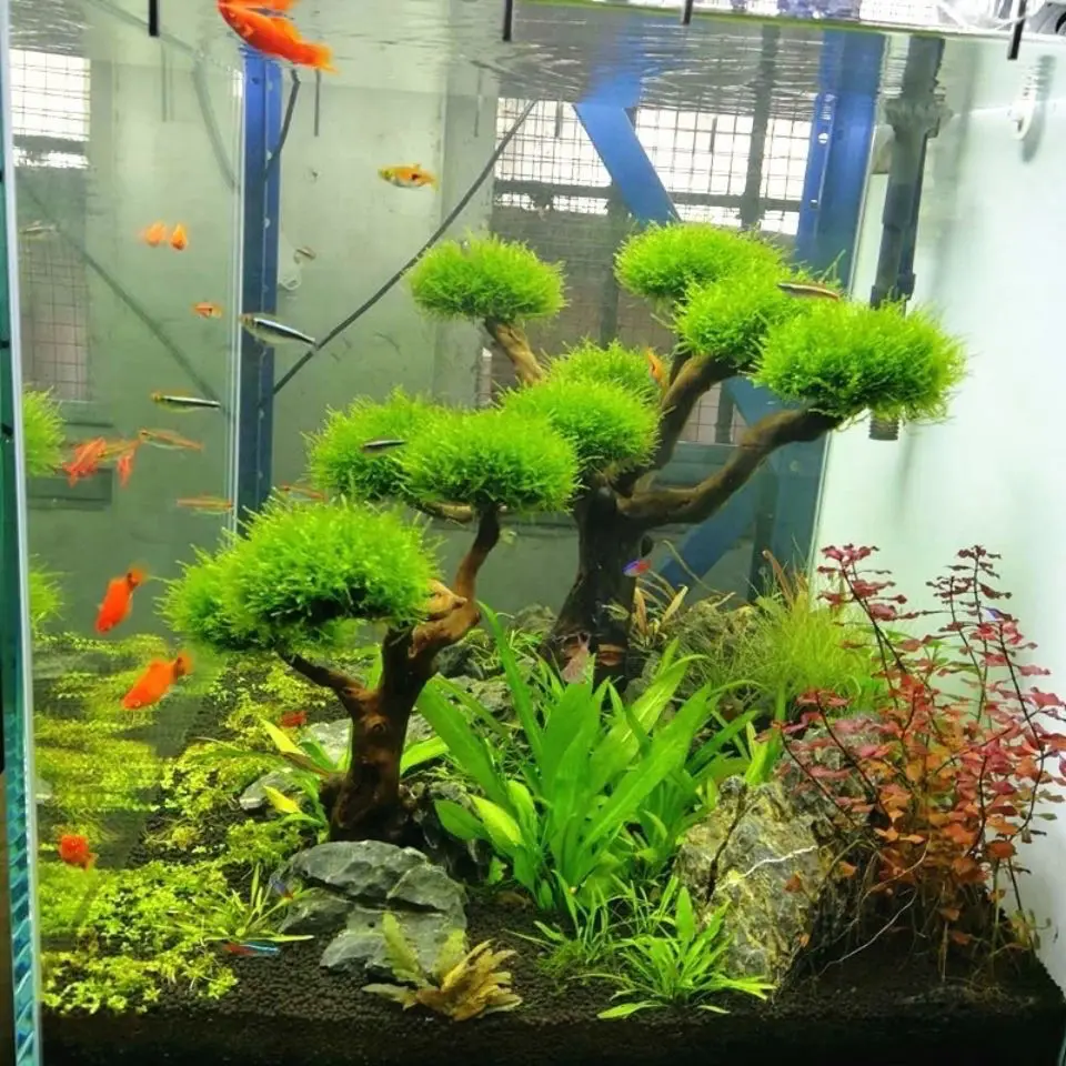 พิพิธภัณฑ์สัตว์น้ํา Driftwood  - Aquarium Driftwood บทวิจารณ์และราคา