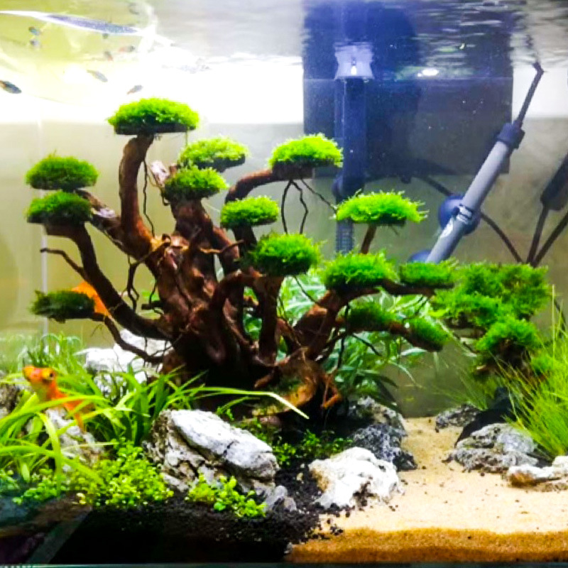 ต้นไม้ประดับตู้ปลา ตกแต่งด้วยม - Aquarium Moss บทวิจารณ์และราคา