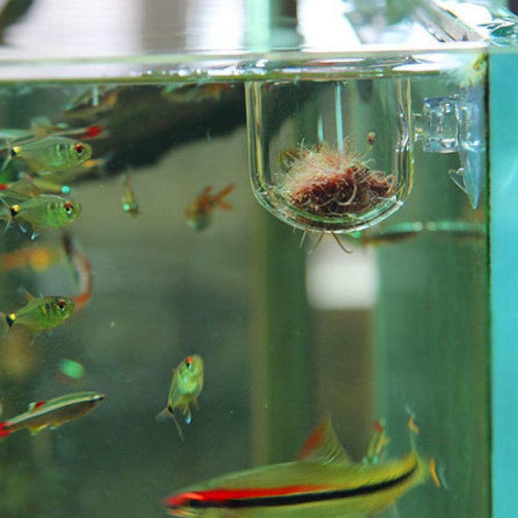 ตะกร้าใส่อาหารปลา กระถางแก้วสำ - Plant Aquarium Pot บทวิจารณ์และราคา